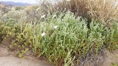 Cryptantha barbigera barbigera