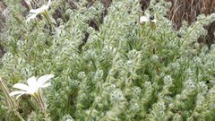 Cryptantha barbigera barbigera