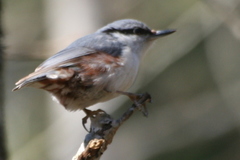 Sitta europaea europaea