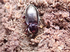 Pterostichus mutus