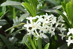 Daphne glomerata