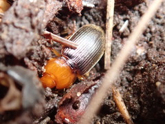 Amphasia interstitialis