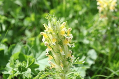 Pedicularis condensata