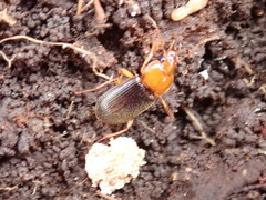 Amphasia interstitialis