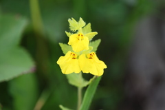 Rhynchocorys elephas