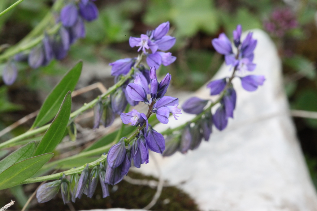 Polygala alpicola
