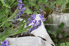 Polygala alpicola