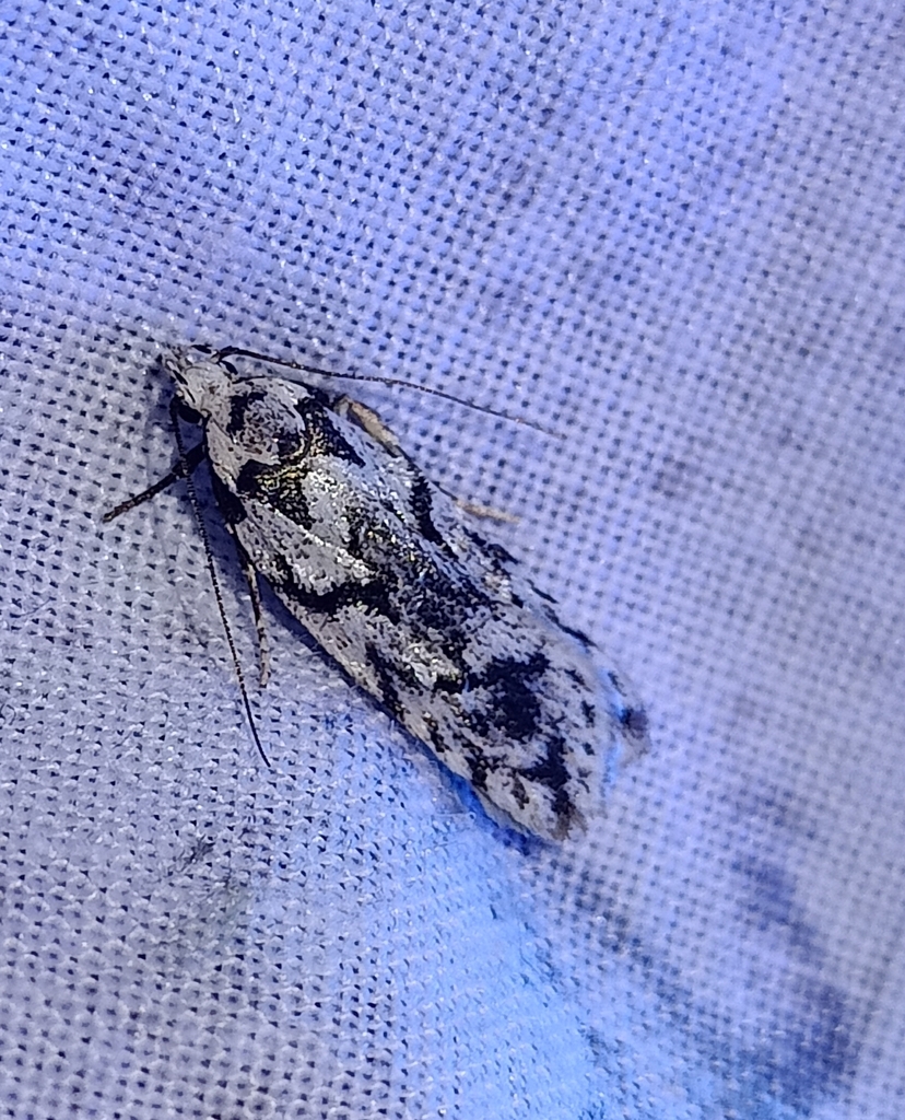 Izatha apodoxa