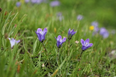 Campanula tridentata biebersteiniana