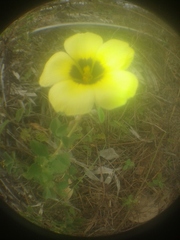 Magnoliopsida