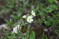 Primula ruprechtii