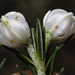 Bearded Heath - Photo (c) Peter Swart, some rights reserved (CC BY-NC), uploaded by Peter Swart
