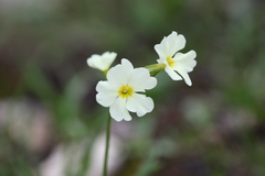 Primula ruprechtii