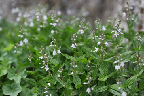 Veronica monticola · iNaturalist