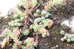 Sedum tenellum
