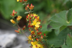 Hypericum linarioides