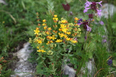 Hypericum linarioides