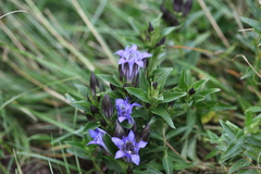 Gentiana septemfida