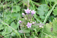 Gentianella caucasea