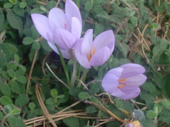 Crocus longiflorus