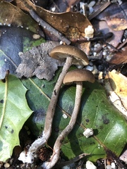 Lyophyllaceae