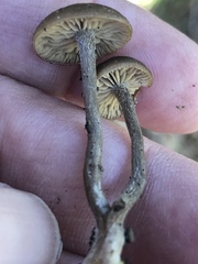 Lyophyllaceae