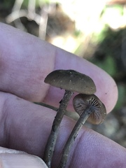 Lyophyllaceae