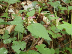 Lamium flexuosum