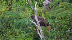 Buteo jamaicensis socorroensis