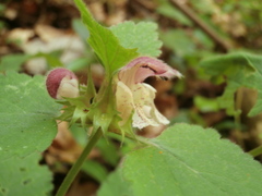 Lamium flexuosum