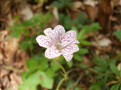 Geranium versicolor