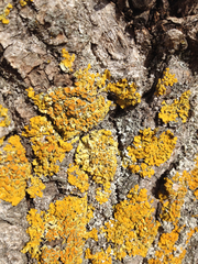 Xanthoria parietina