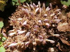 Lathraea clandestina