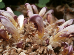 Lathraea clandestina