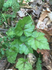 Tiarella