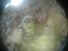 Agaricomycetes