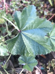 Malva parviflora