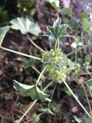 Malva parviflora