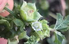 Malva parviflora