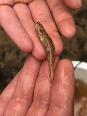 Etheostoma davisoni