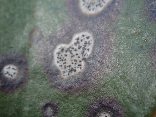 Mountain Laurel Leaf Spot