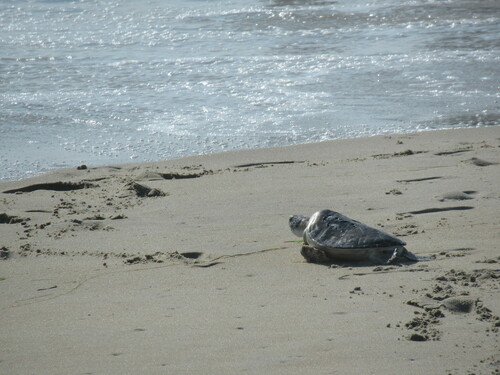 Green Sea Turtle photographed in North Carolina