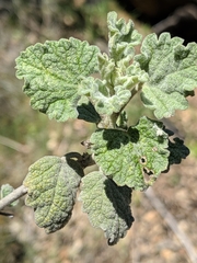 Malacothamnus niveus