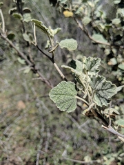 Malacothamnus niveus