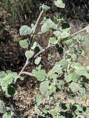 Malacothamnus niveus