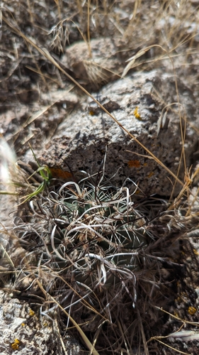Image of Sclerocactus spinosior by (c) Andrew Dudley, some rights reserved (CC BY)