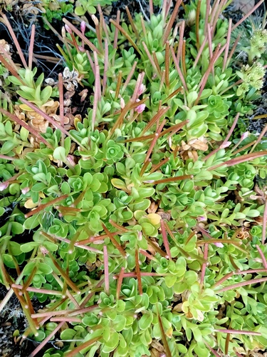 Epilobium confertifolium (Epilobium confertifolium)