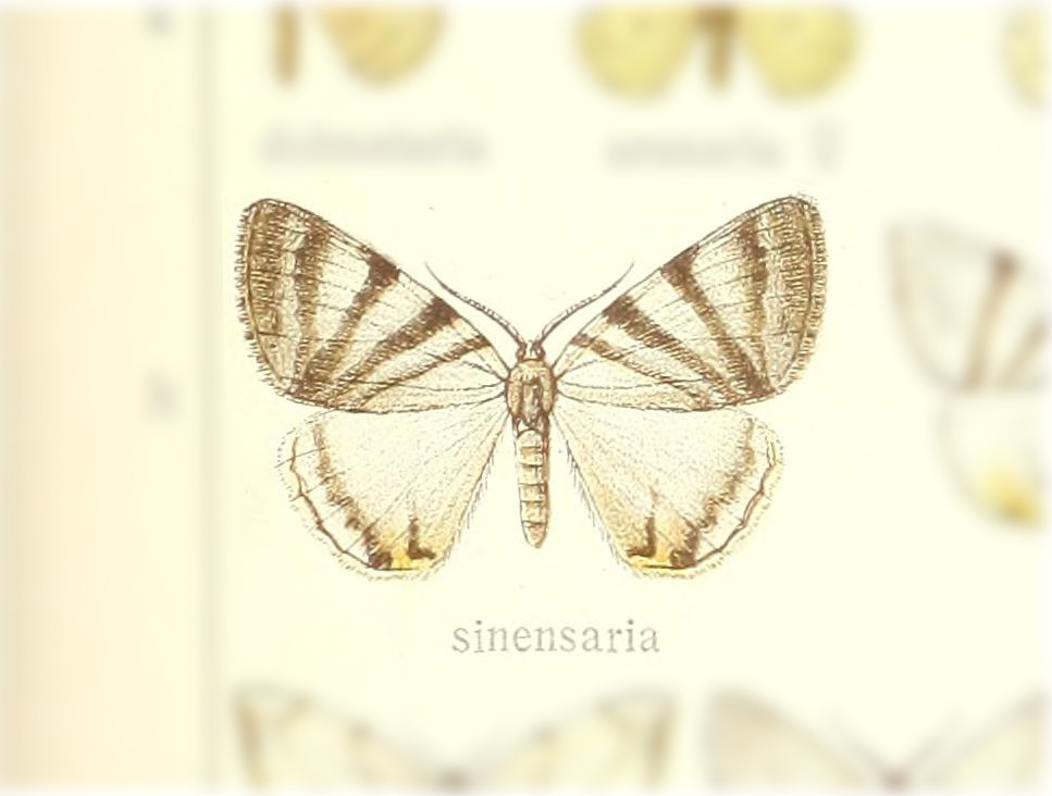 Myrteta sinensaria