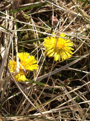 Tussilago farfara