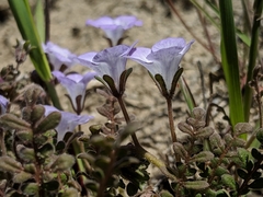 Phacelia douglasii